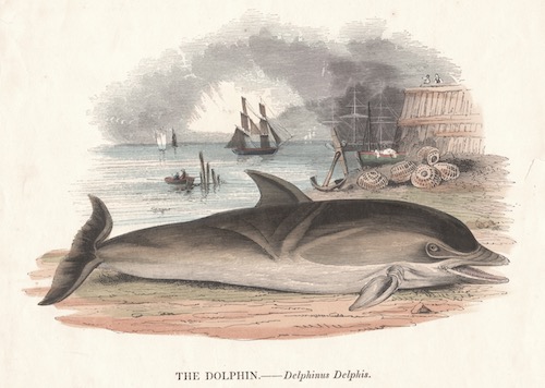 The Dolphin. Delphinus Delphis.