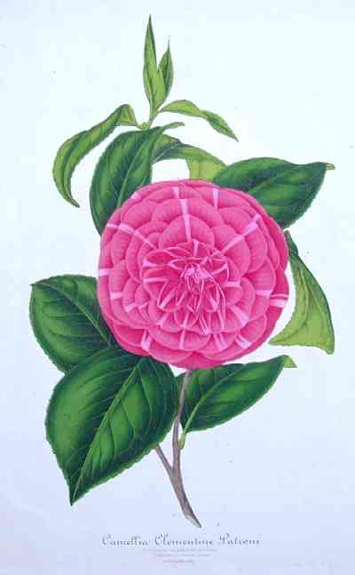Camellia clementine patroni