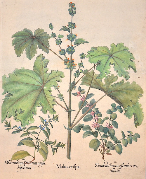 I. Malua crispa. / II. Pseudodictamus floribus vertillatis. / III. Marubium Creticum angustifolium.