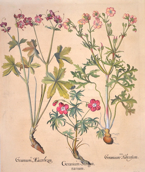 II. Geranum Macrochizon. I. Geranium Sanguinarium. III.Geranium Tuberosum.