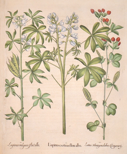 Lupinus exoticus flore albo/ Lupinus vulagria flore albo/ Lotus Tetragonolubus Camerary