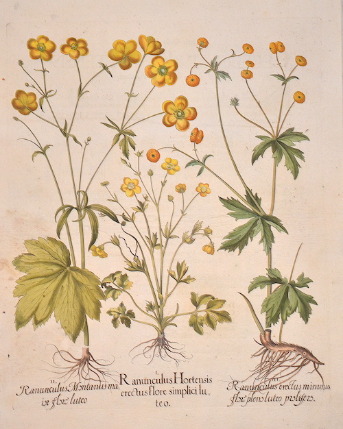 Ranunculus Hortensis erectus flore simplici luteo/ Ranunculus Montanus maior flore luteo/ Ranuculus erectus minimus flore pleno luteo prolifero