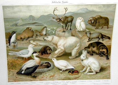 Arktische Fauna