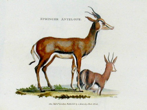 Springer antelope
