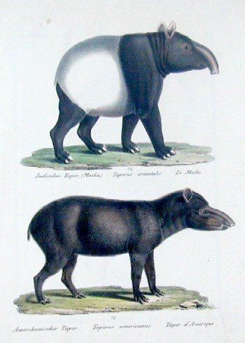 Indischer Tapir, Amerikanischer Tapir