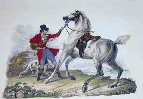 Englisches Jagdpgferd