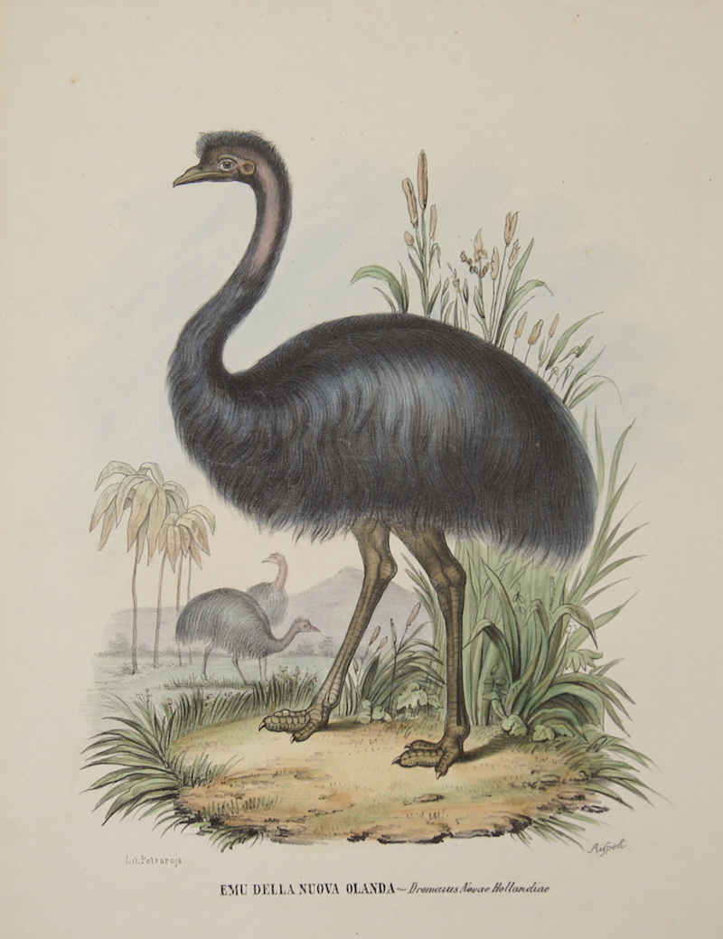 Emu della nuova Olanda – Dromaius Novae Hollandiae