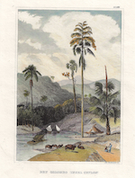 Bey Colombo (Insel Ceylon)