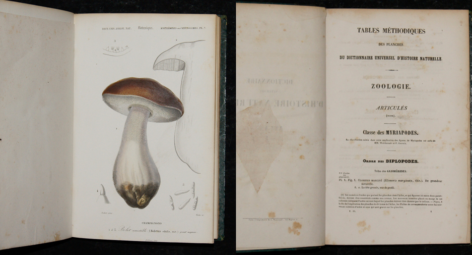 Dictionnaire universel d’Histoire Naturelle. Tome 3. 16 Atlas Crustacés, Mollusques et Botanique
