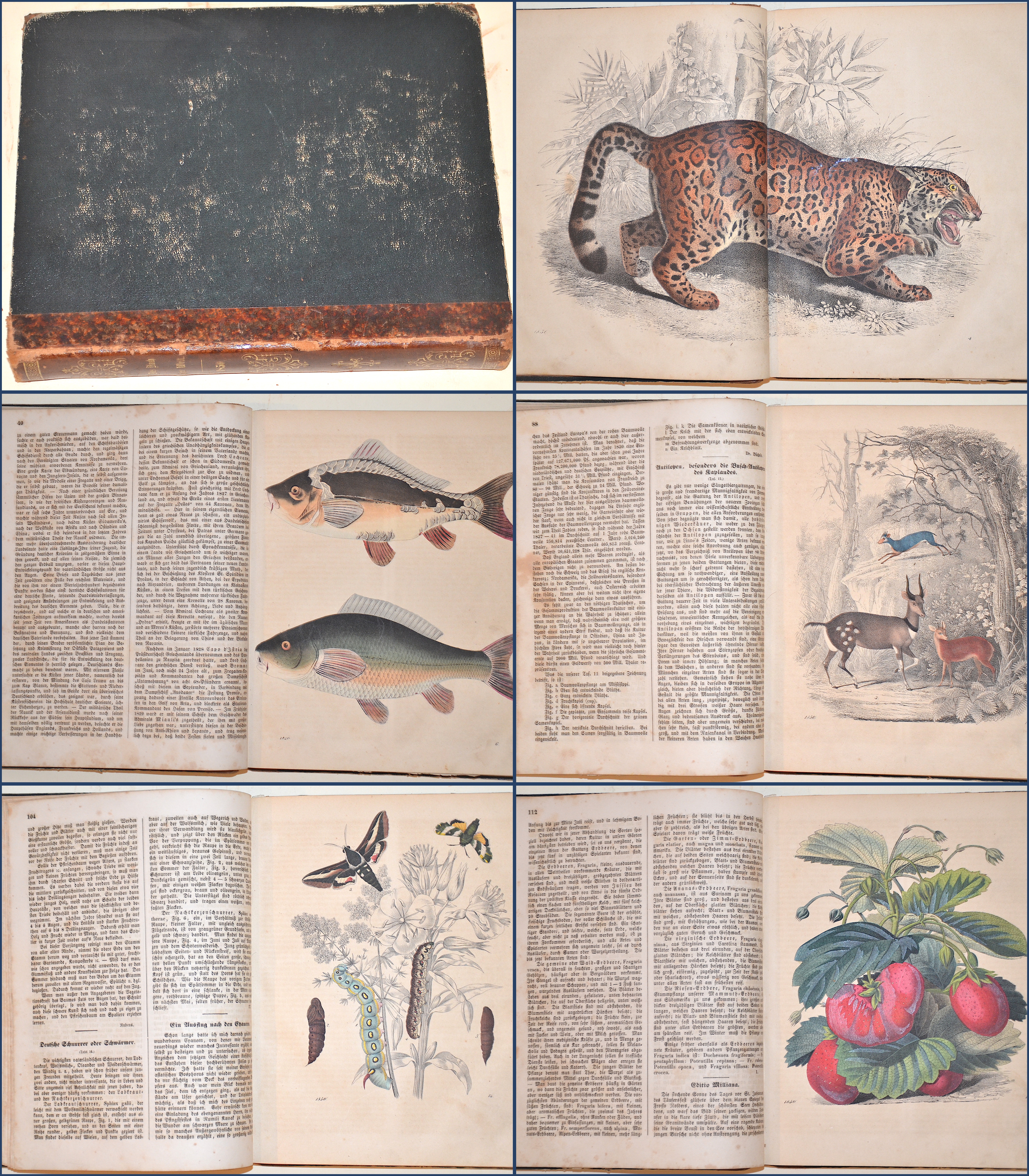 Das Buch der Welt 1850.