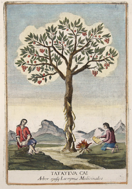 Tatayeva Cai. Arbor ejusq;(Arbustum Medicum)