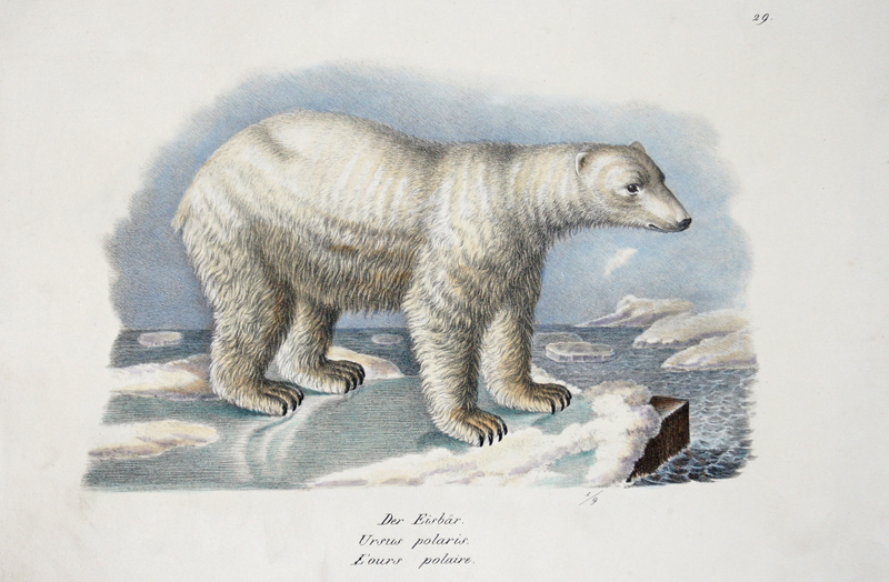 Der Eisbär. Ursus polaris. L’ours polaire.