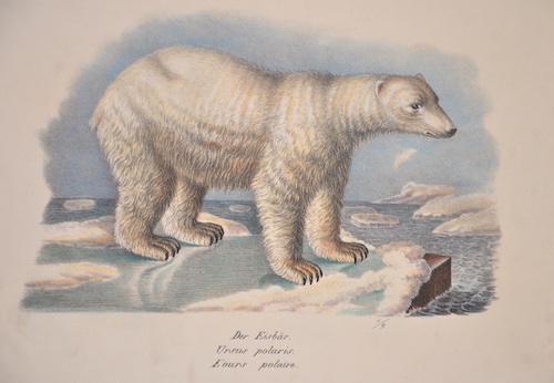 Der Eisbär. Ursus polaris. L’ours polaire.