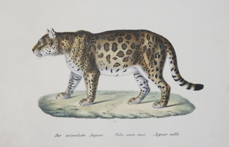 Der männliche Jaguar. Felis onca, mas. Jaguar male.