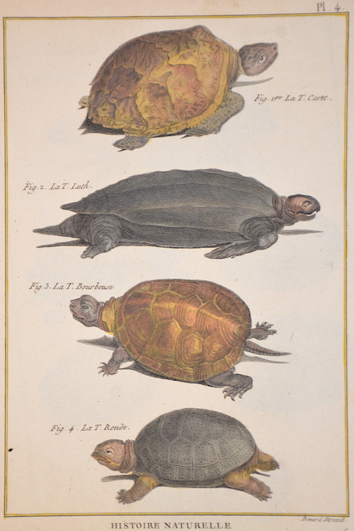 Histoire Naturelle. Fig. 1 La T. Caret. Fig. 2. La T. Luth. Fig. 3. La T. Bourbeuse Fig. 4. La T. Ronde.