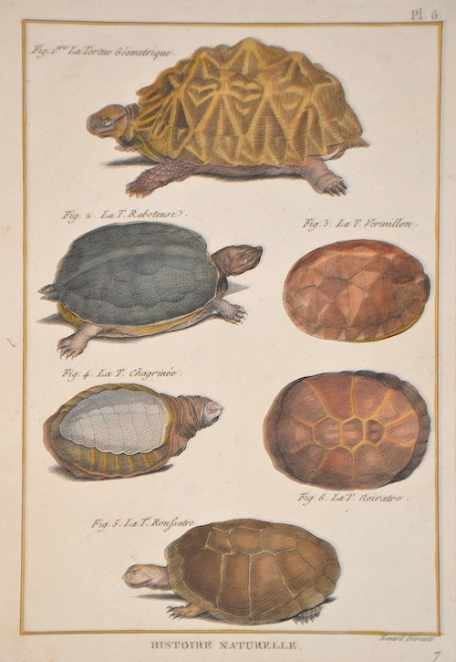 Histoire Naturelle. Fig.1. La Torue Gémetrique. Fig.2. La T.Raboteuse. Fig.3. La T.Vermillon. Fig.4. La T.Chagrinée. La T.Roussatre