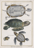 Histoire Naturelle. Fig. 1. Squelette de la Tortue. Fig. 2. La Tortue Franche. Fig. 3. La T. Nasicorne.