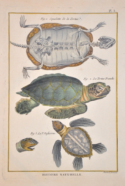 Histoire Naturelle. Fig. 1. Squelette de la Tortue. Fig. 2. La Tortue Franche. Fig. 3. La T. Nasicorne.