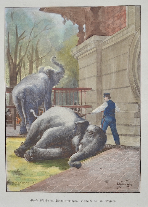 Große Wäsche im Elefantenzwinger. Gemälde von K. Wagner.