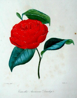 Camellia americana dunlap´s