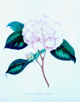 Camellia Chandlerii elegants
