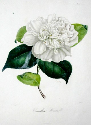 Camellia Grunelli