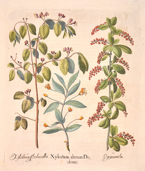 Xylosteon alterum Dodonei/ Xylostium floribus albis/ Oxyacantha
