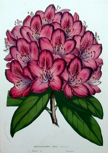Rhododendr. Max. Othello