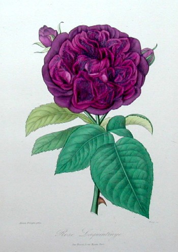 Rose Laquintinye