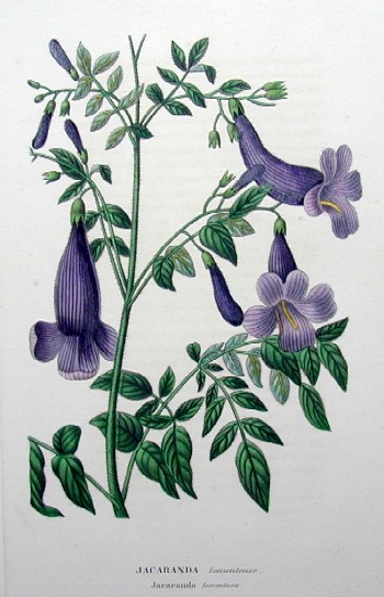 Jacaranda tomenteuse/ Jacaranda tomentosa