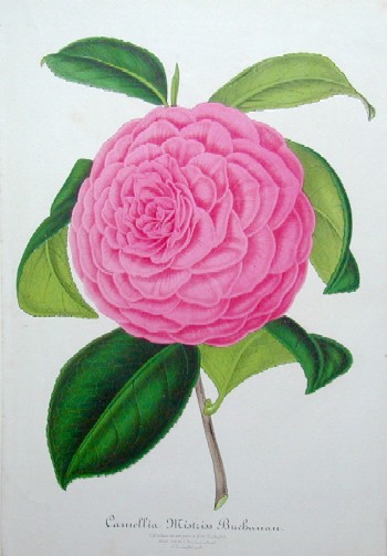 Camelia Mistriss Buchanan