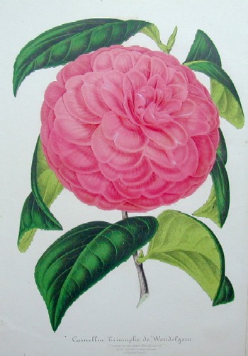 Camelia Triomphe de Vondelgem