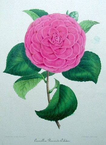 Camelia Riccardo Copden