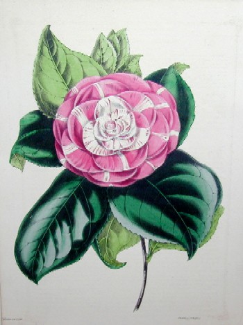 Camelia Drysdalii