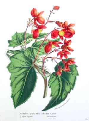 Begonia  Hybrid  Prestoniensis
