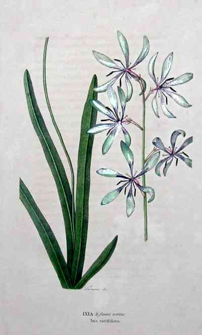 Ixia a fleurs vertes   Ixia viridiflora