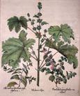 Malua crispa / Pseudodictamus Floribus vertillatis / Marubium Creticum angustifolium