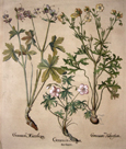 Geranium Sanguinarium / Geranum Macrochizon /Geranium Tuberosum