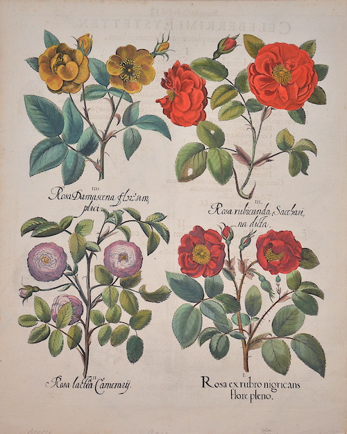 Hotus Eystettensis sive Diligens et Accurata omnuim Plantarum Florum, Stirpium…..