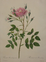 Rosa rosenbergiana / Rosier de Rosenberg