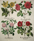 Rosa damscena/  Rosa rubicunda saccbari, na dicta/ Rosa lactea camerany/ Rosa exrubro nigricans flore pleno