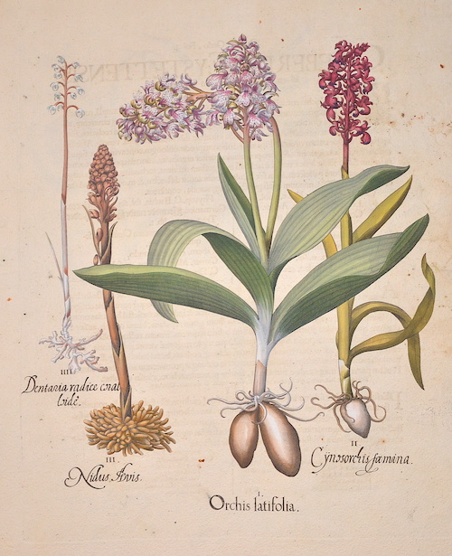 Orchis latifolia/ Cynosorchis faemina/ Nidus levis/ Dentaria radice coral loide