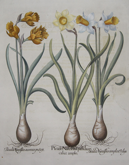 Pseudo Narcissus pallidus calice amplo/ Pseudo Narcisus simplex Belga/ Pseudo Narcissu aureus praecox