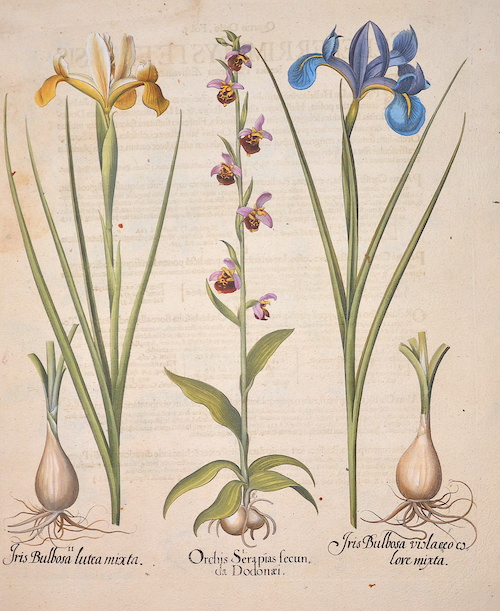 Orchis Serapias secunda da Dodonaei/ Iris Bulbosa lutea mixta/ Iris Bulbosa violaceo colore mixta