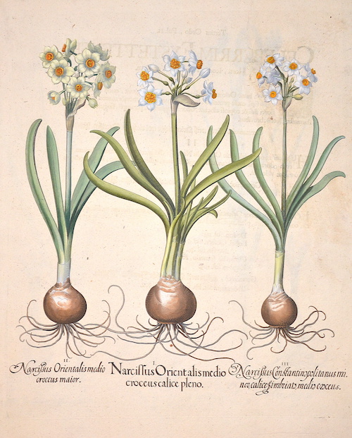 Narcissus Orientalis medio croceus calice pleno/Narcissus Orientalis medio croceus maior/Narcissus Constantinopolitanus minor calice simbriato medio…