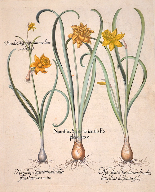 Narcissus Septentrionalis flo pleno luteo/Narcisus Septentrionalis calice…/Narcissus Septentrionalis calice pleno/Pseudo Narcissus minor luteus repens