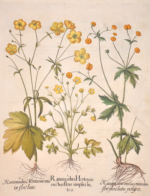 Ranunculus Hortensis erectus flore simplici luteo/Ranunculus Montanus maior flore luteo/Ranunculus erectus minimus flore pleno luteo…