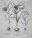 Meleagris flos maximus Italicus/ Fritillaria flore pleno/ Fritillaria Alba