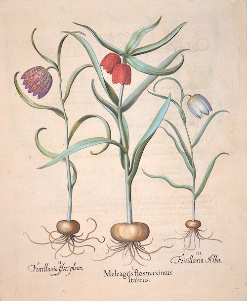 Meleagris flos maximus Italicus/ Fritillaria flore pleno/ Fritillaria Alba