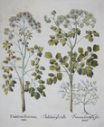 Thalictrum flore icarnato/ Thalicrtum flore albo/ fumaria tenuifolia flore niveo